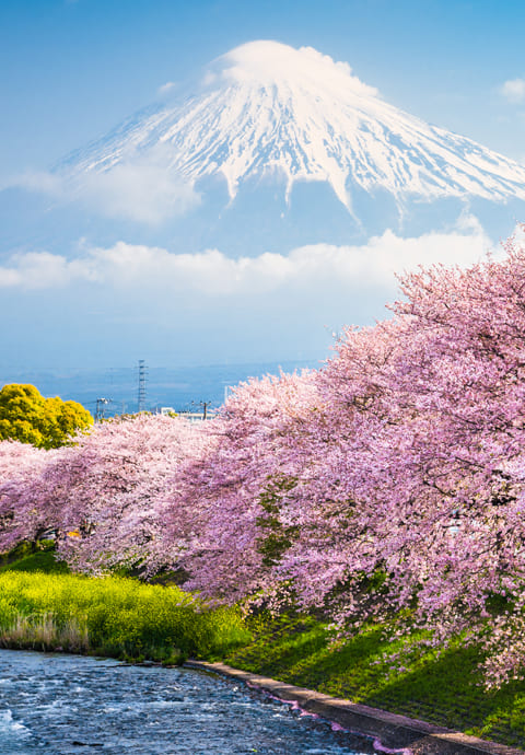 japan tour