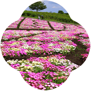 202605ffy5 v05 290 min