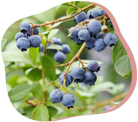 202606scc5 w1001 min